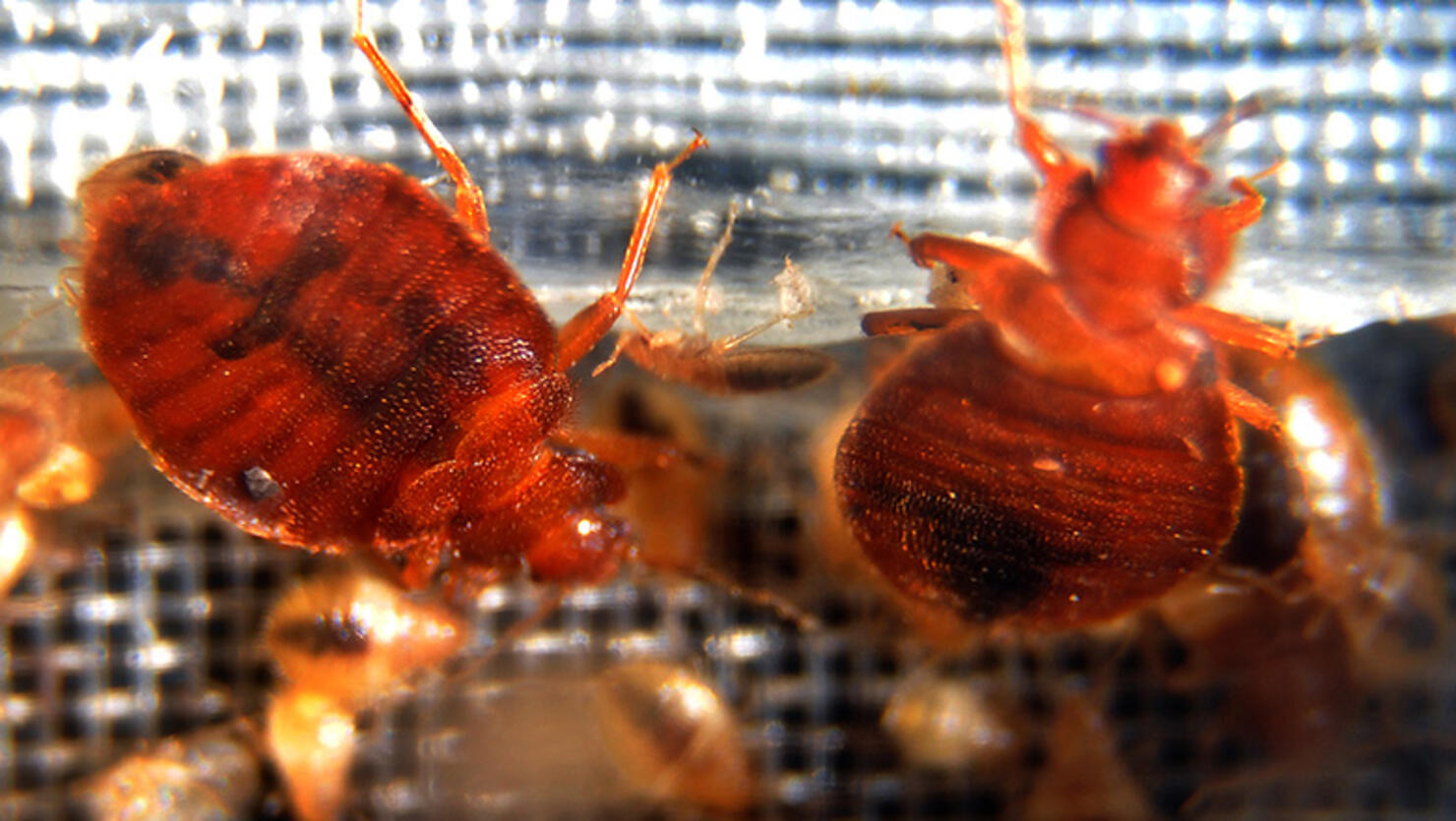 Bed bugs crawl around in a container on display during the 2nd National Bed Bug Summit in Washington, DC