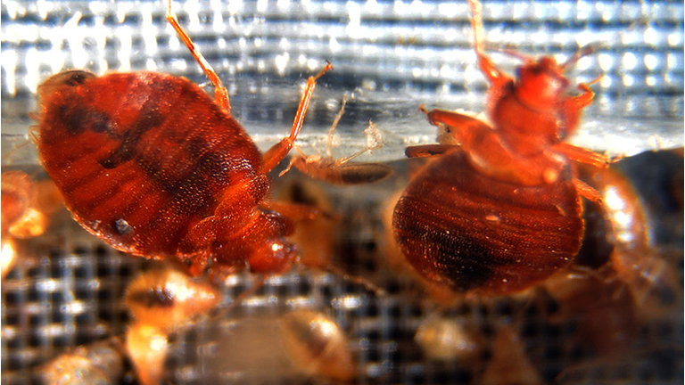 Bed bugs crawl around in a container on display during the 2nd National Bed Bug Summit in Washington, DC