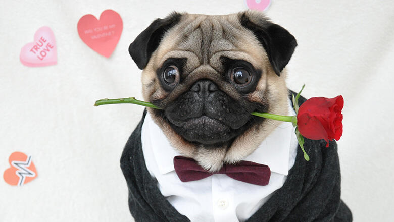 20 Percent Of People Plan To Buy Valentine's Day Gifts For Their Pets - Thumbnail Image