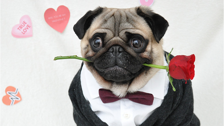 Insta-Famous Dog Nutello pictured in a Valentine's Day themed suit