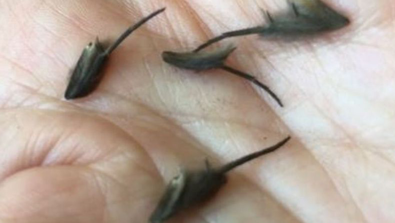 Creepy Creatures Man Found Wriggling On Kitchen Floor Has Experts