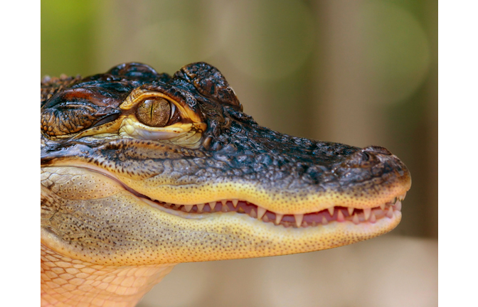 Baby Alligator