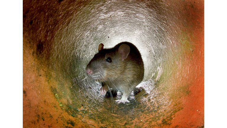 L.A. City Council Fast-Tracks Vote on Rodent, Flea Problems at City Hall