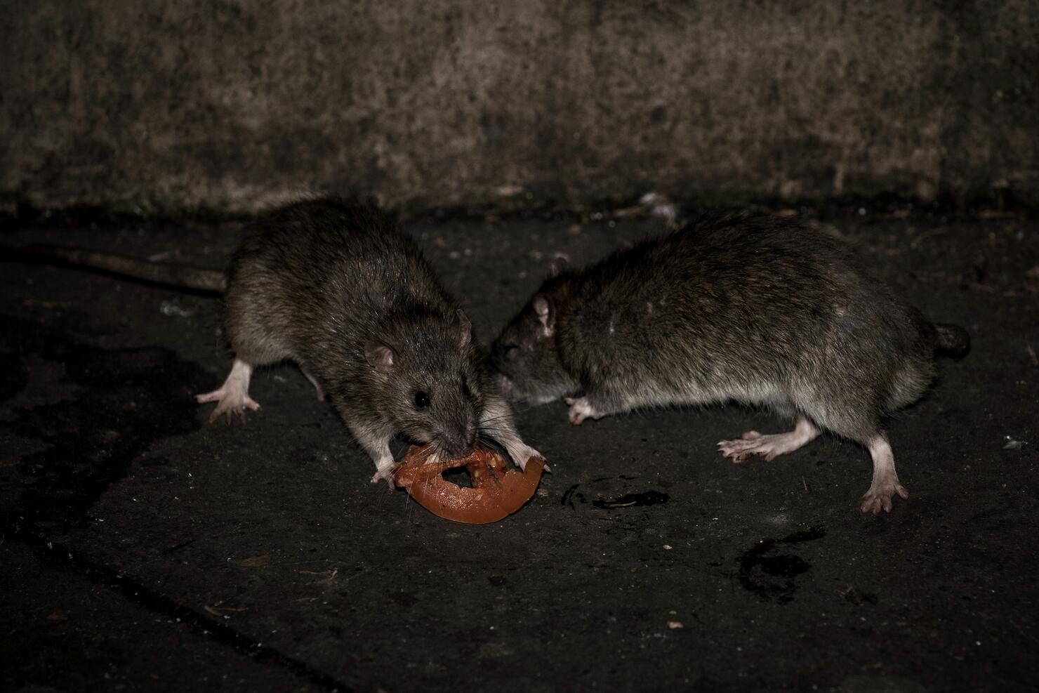Los angeles tackles rat problem after typhus outbreak