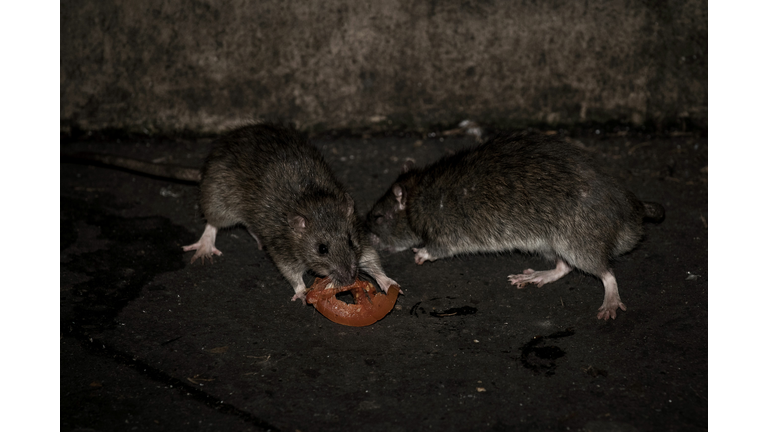 Los angeles tackles rat problem after typhus outbreak