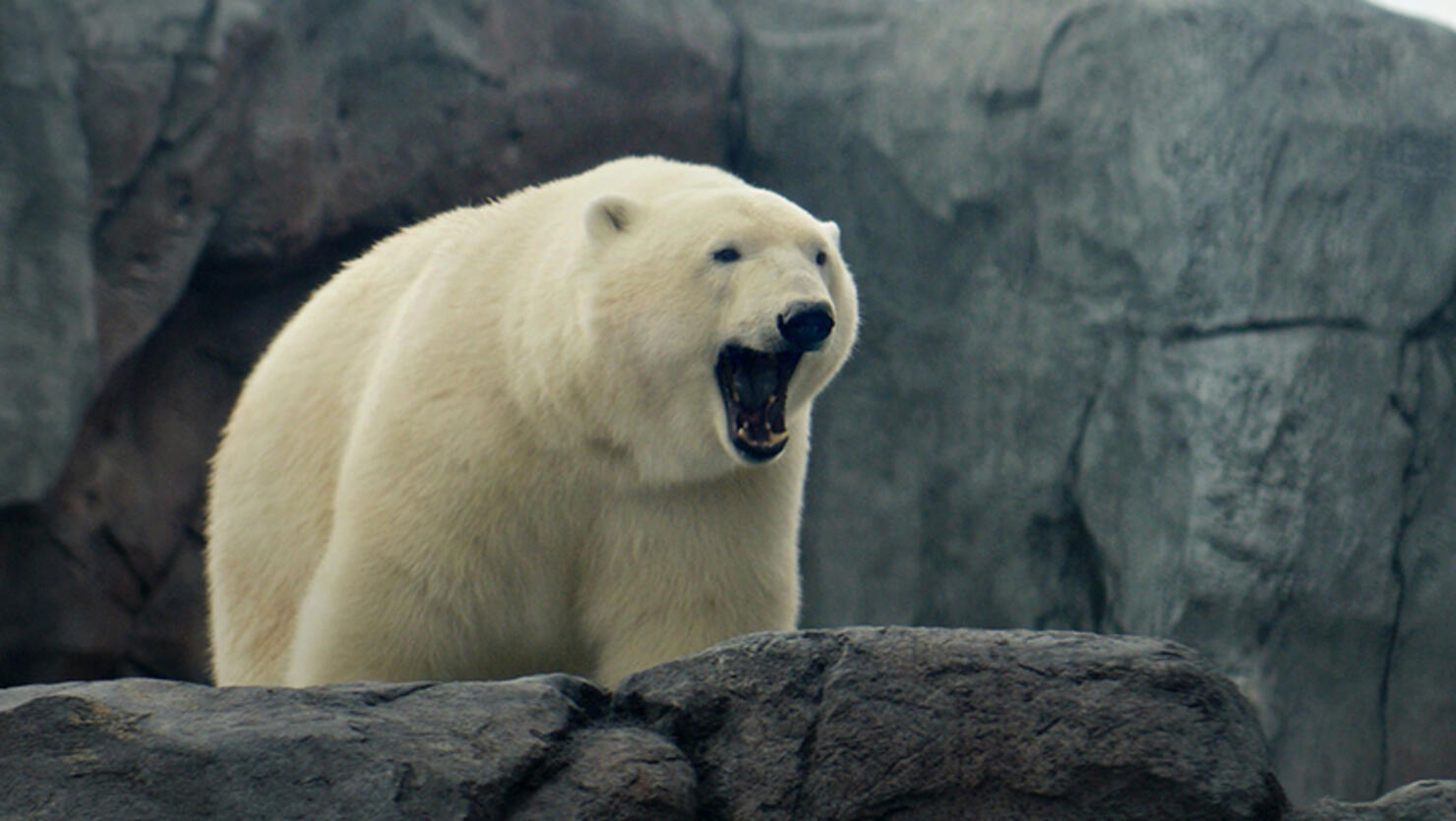 Polar bear yawning, looking over rocky ledge
