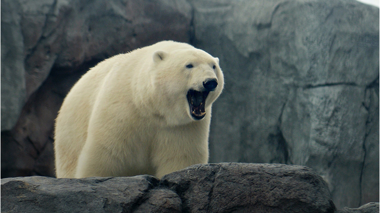 Polar bear yawning, looking over rocky ledge