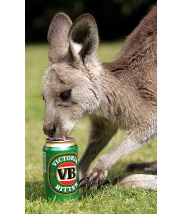 Canned kangaroo OR?