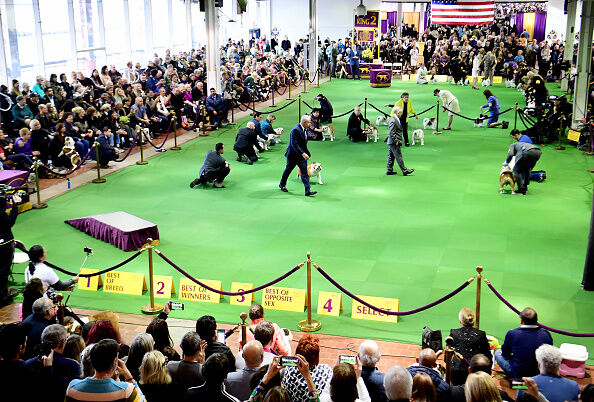 Westminster Dog Show Awards Top Prize