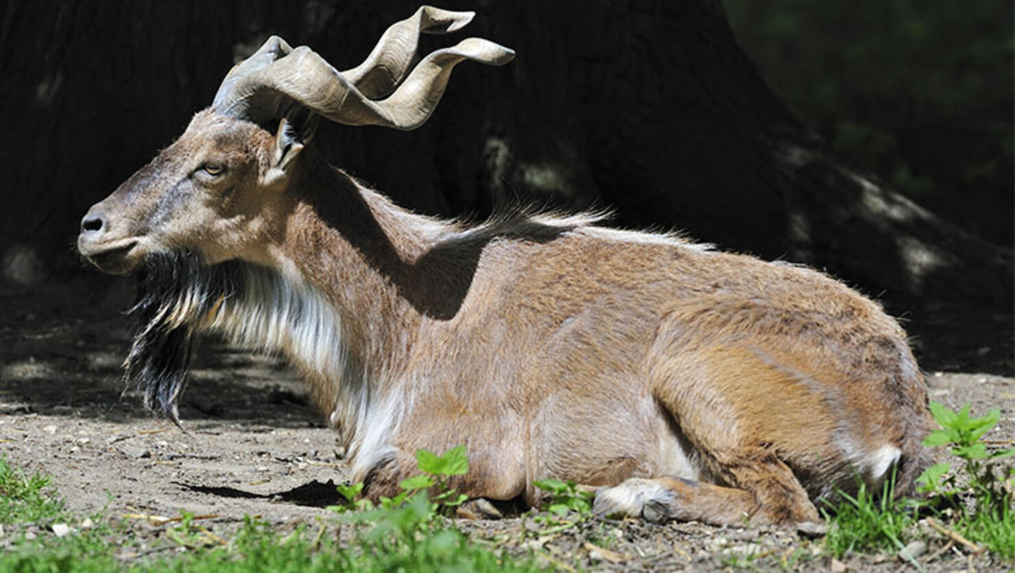 Markhor wild goat portrait (Capra falconeri), native to Asia
