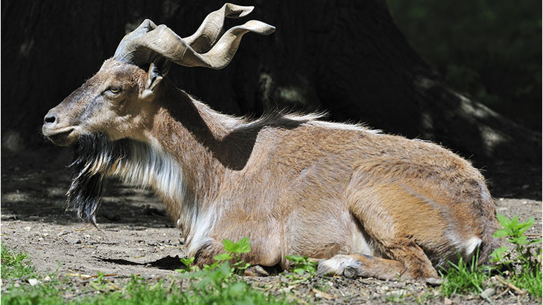 Markhor wild goat portrait (Capra falconeri), native to Asia