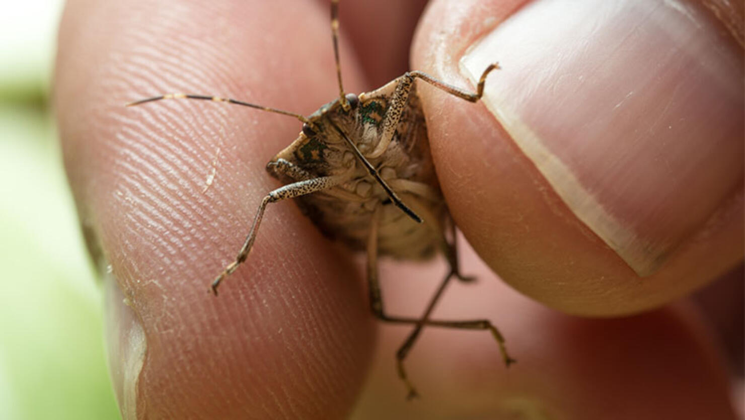 Halyomorpha halys, the brown marmorated stink bug
