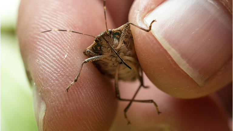 Halyomorpha halys, the brown marmorated stink bug
