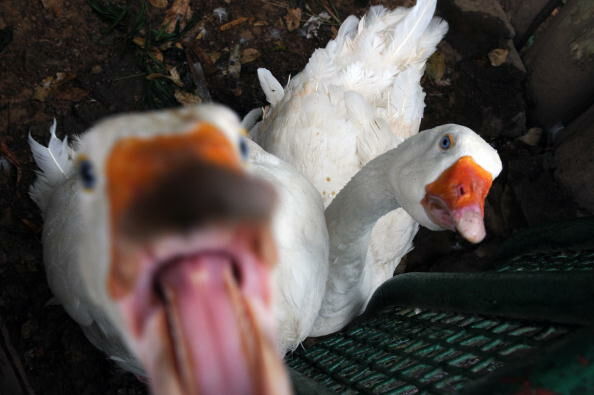 Angry goose suggested as game punishment