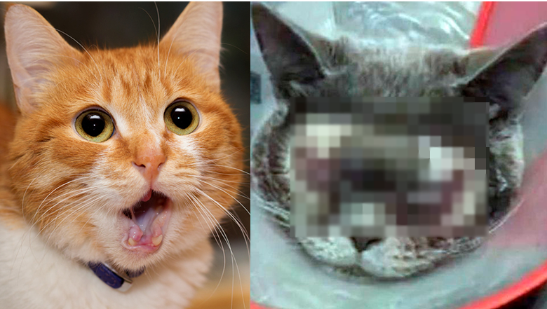 Woman Pays $1,500 To Get Her 'Ugly' Cat Plastic Surgery - Thumbnail Image