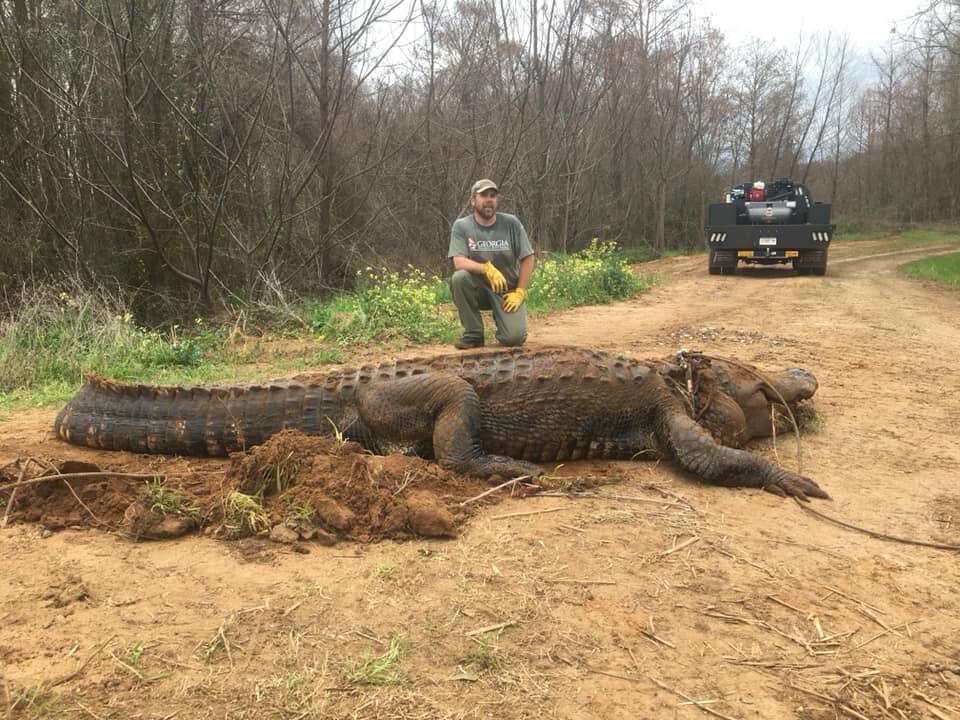 Wildlife Officials Discover Massive 700-lb Gator in Southwest Georgia - Thumbnail Image