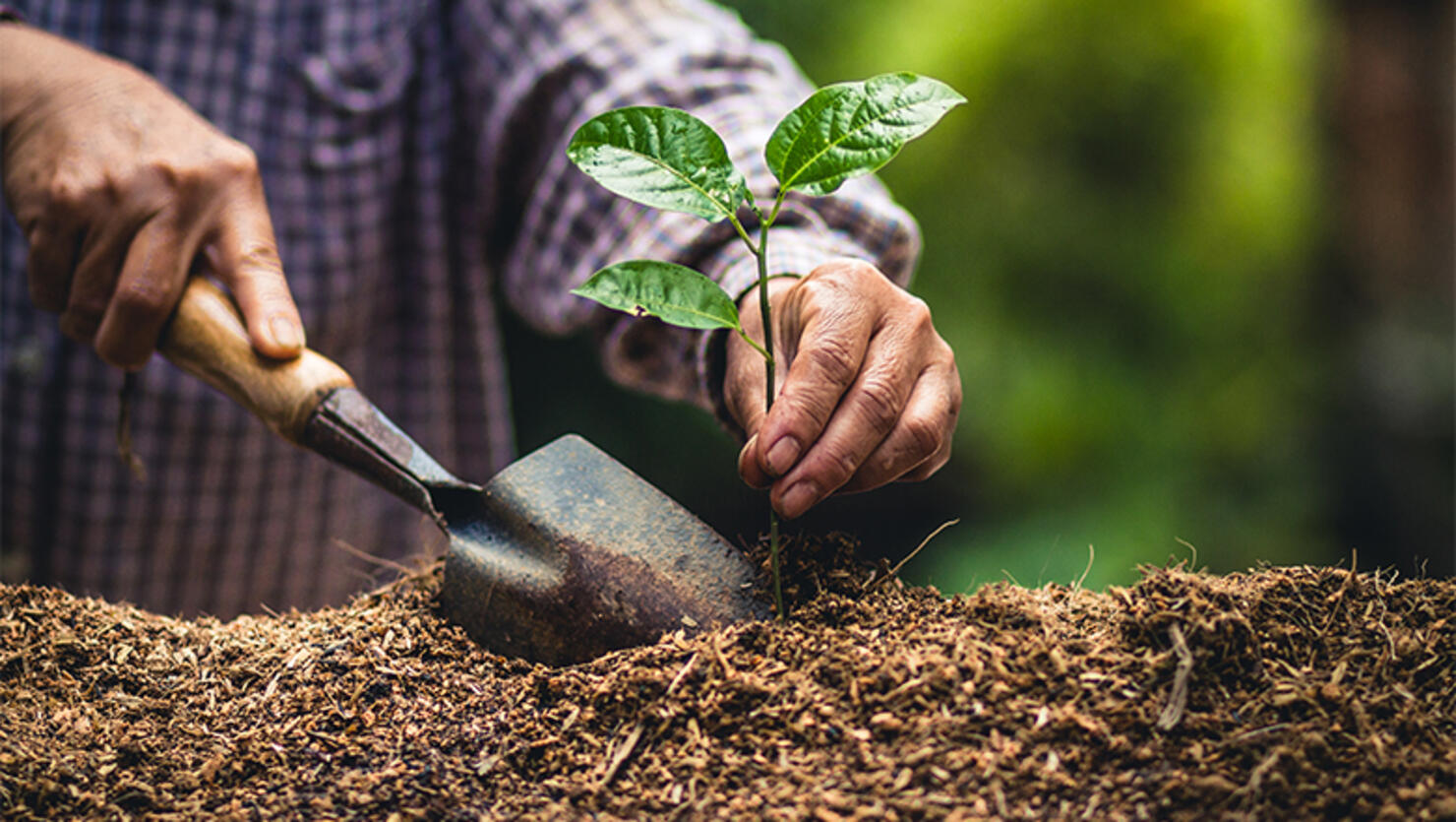 Man Planting Plant In Garden