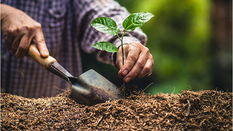 Man Planting Plant In Garden