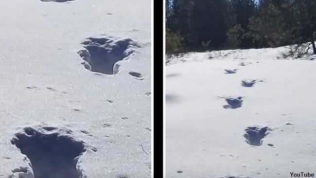 Video: Set of Sasquatch Tracks Found? | Coast to Coast AM with George ...