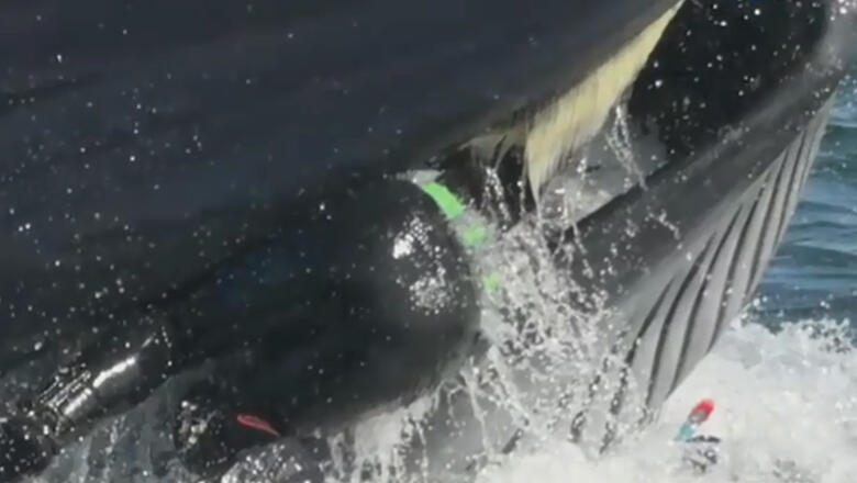 Crazy Video Captures The Moment Giant Whale Spits Out Diver - Thumbnail Image