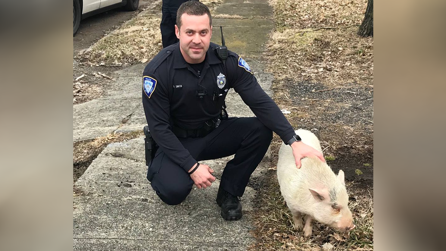 Ohio Police Officer lures runaway pig home using pizza
