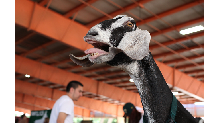 Alameda County Fair Features Attractions, Animals, And Fried Food