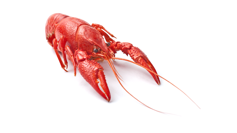 Red Crayfish