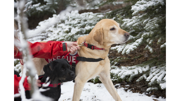 Labrador Retriever Dogs on  Rescue Mission Training with handler