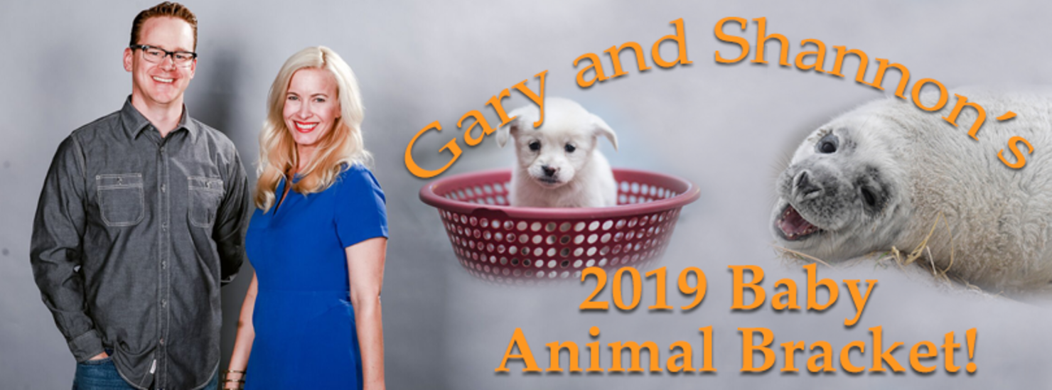 Gary and Shannon's Baby Animal Bracket returns!