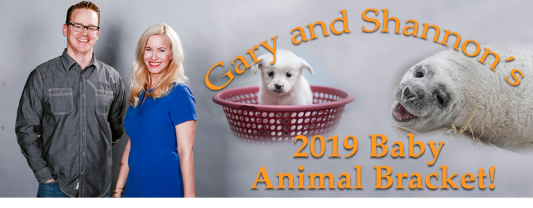 Gary and Shannon's Baby Animal Bracket returns!