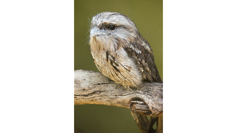 Baby Frogmouth chick