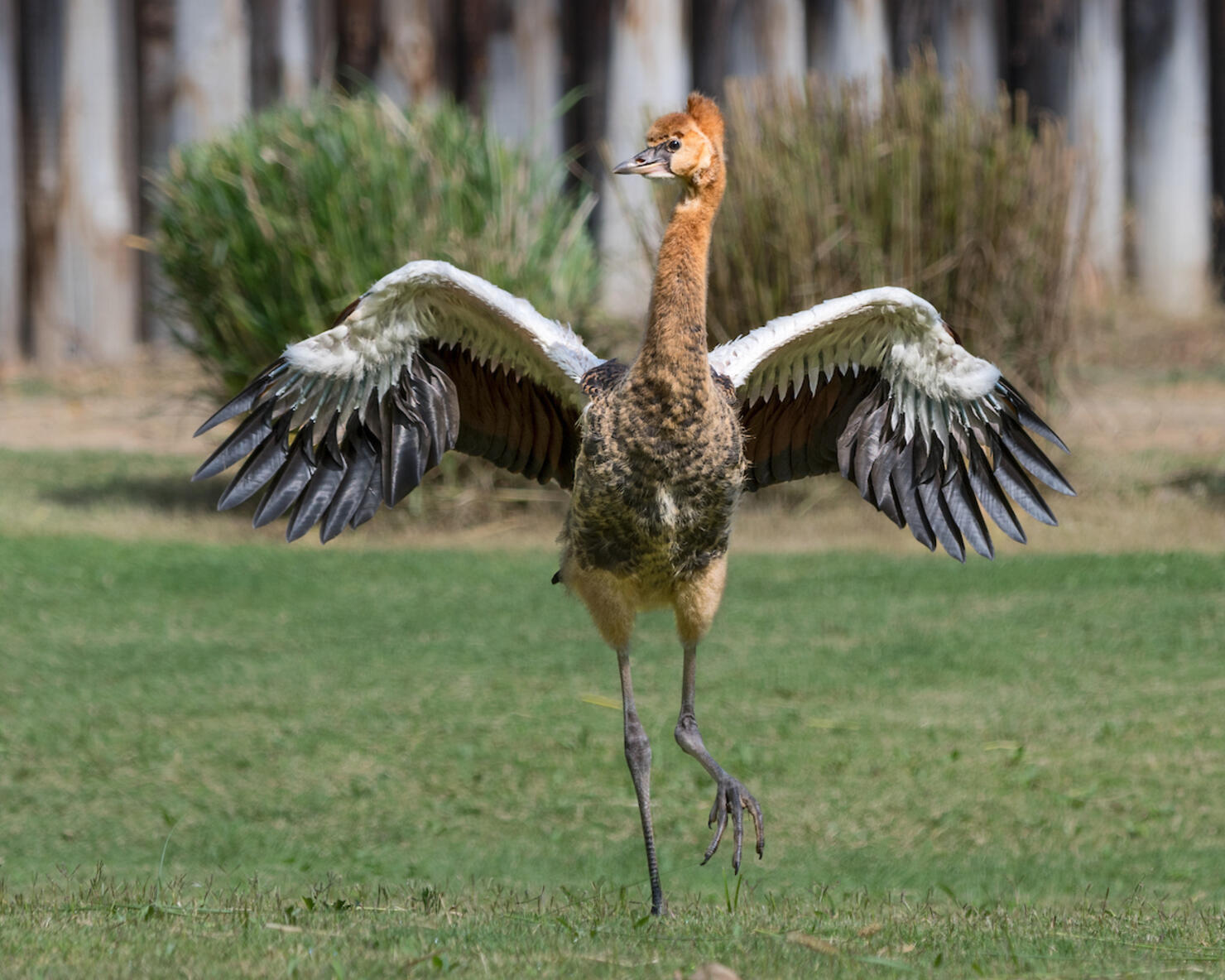 Baby Crane Chick