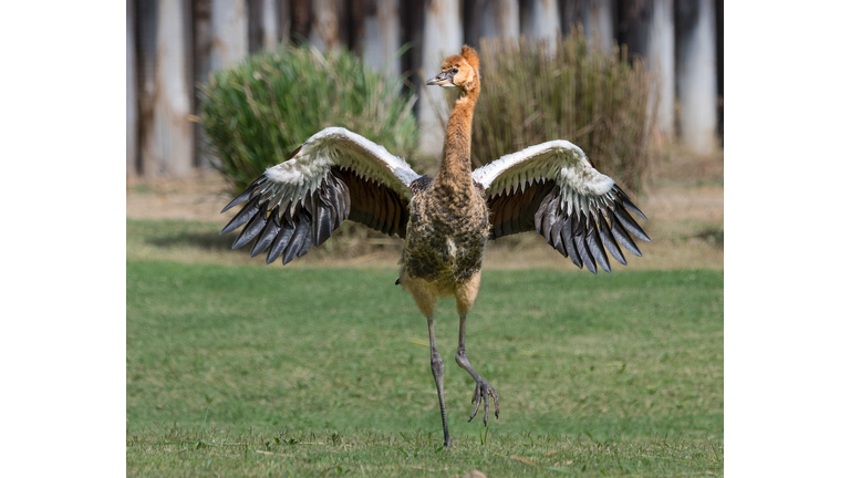 Baby Crane Chick
