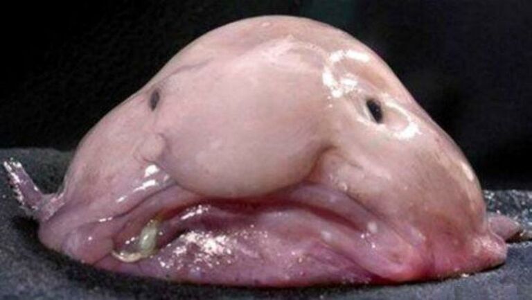 Baby Blobfish