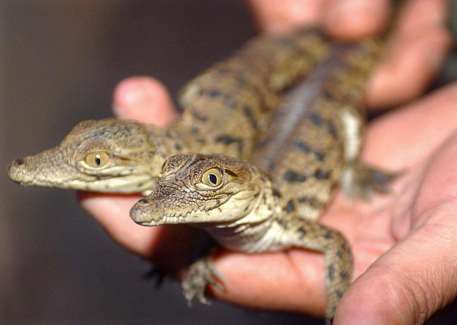 Baby Crocodile