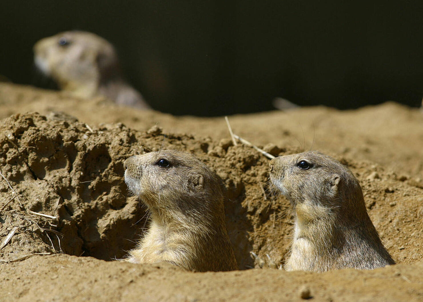 Baby prairie dogs