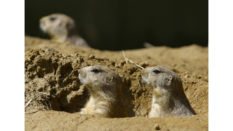 Baby prairie dogs