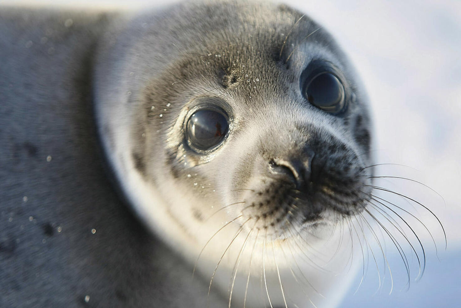 Baby Harp Seal