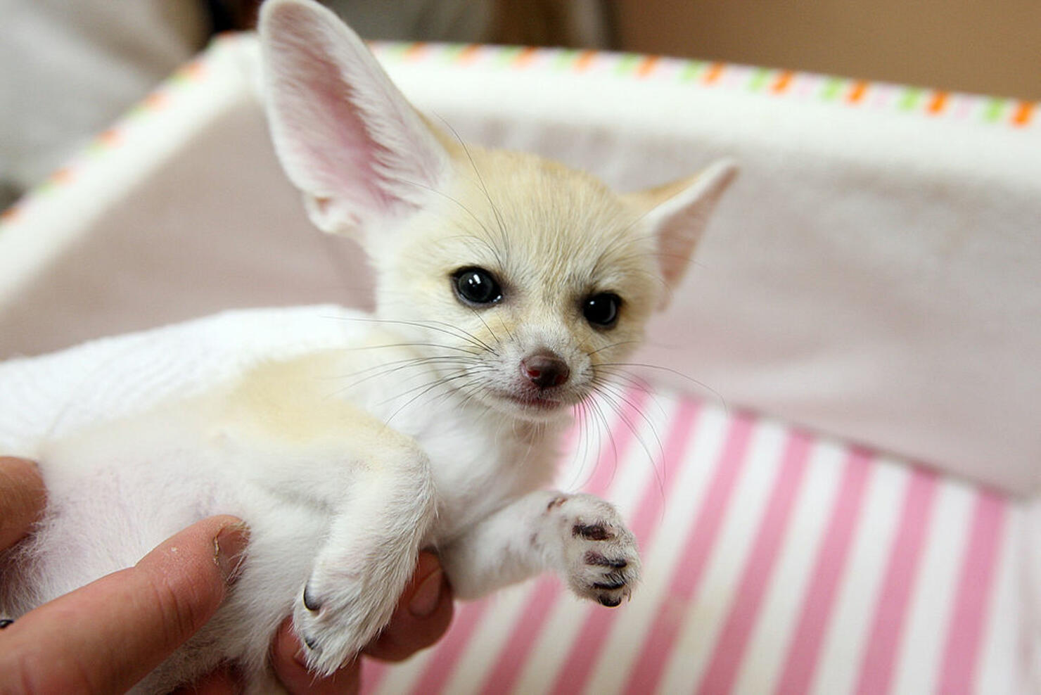 Baby Fox