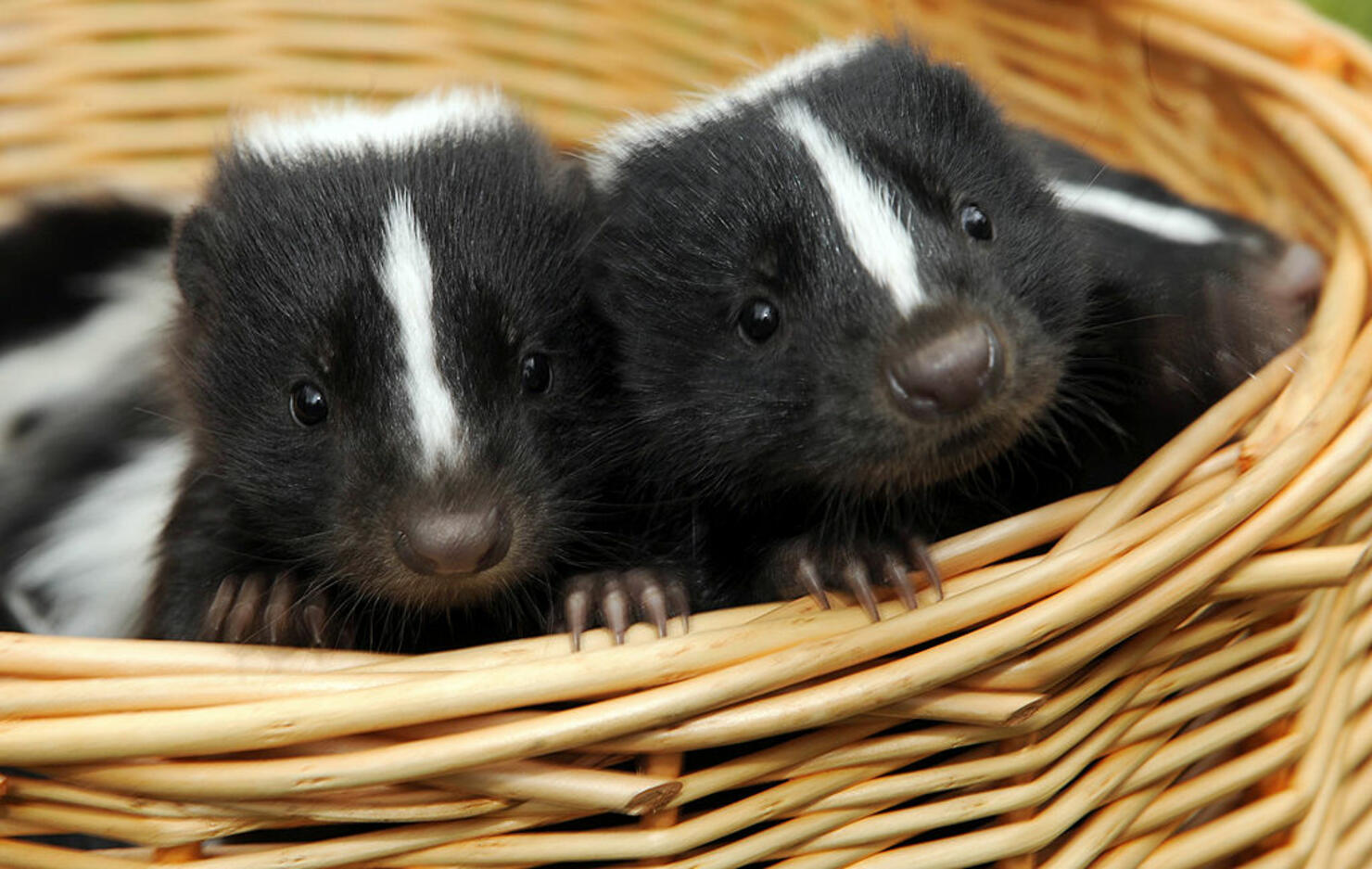 Baby Skunks