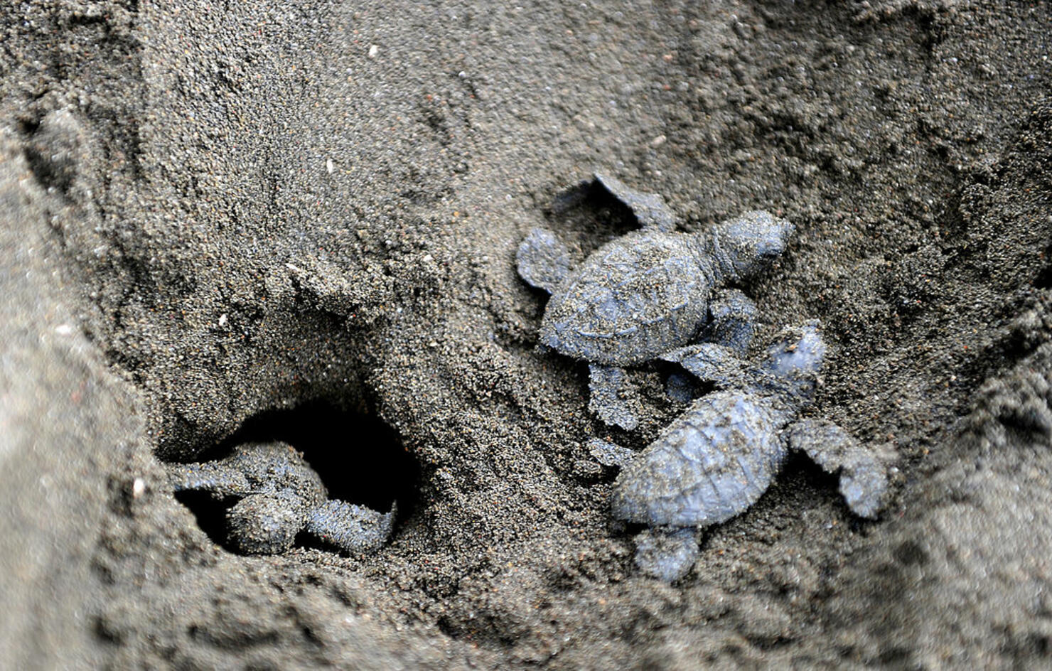 Baby Kemp's Ridley Sea Turtle