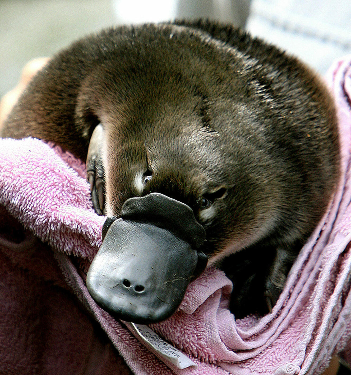 Baby Platypus