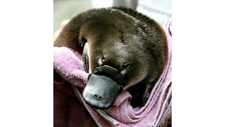 Baby Platypus