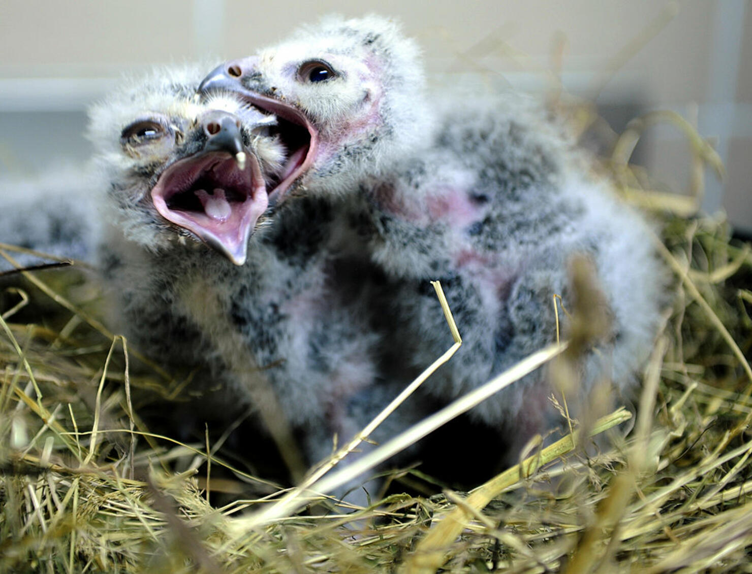 Baby Snow Owls