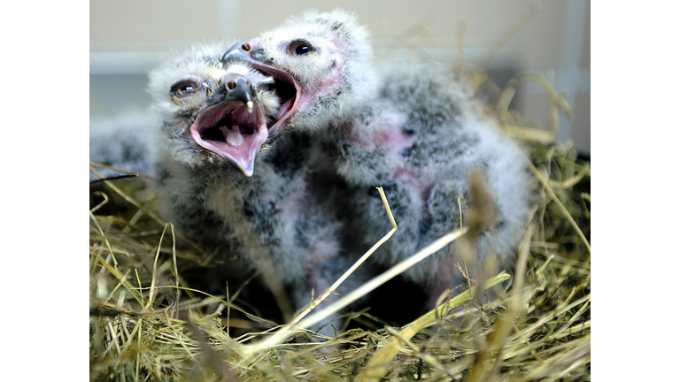 Baby Snow Owls