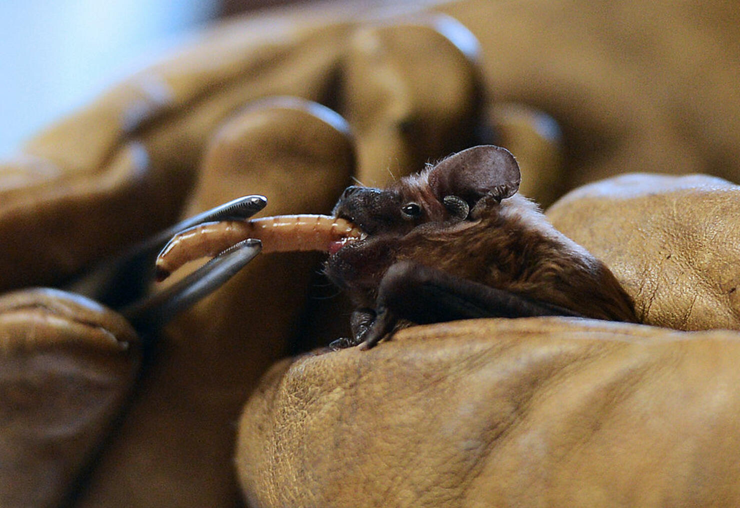 Baby Bat