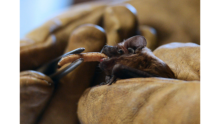 Baby Bat