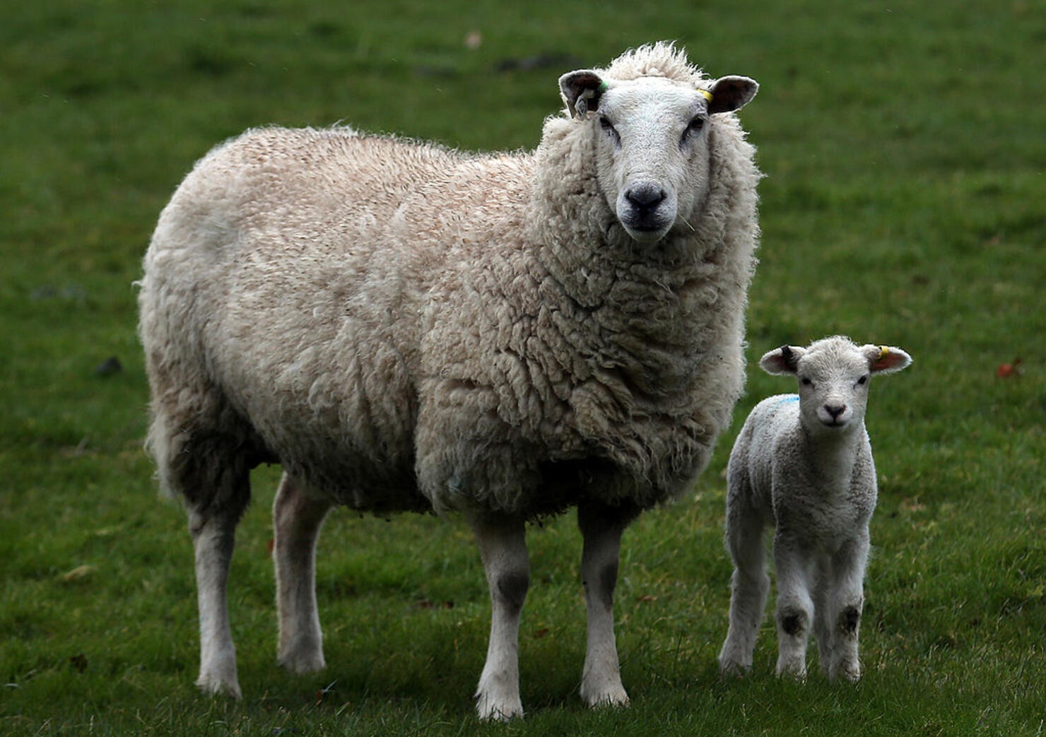 baby lamb
