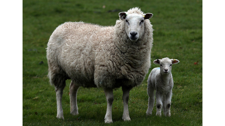 baby lamb