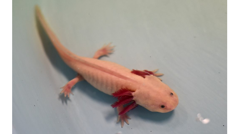 Baby AXOLOTL